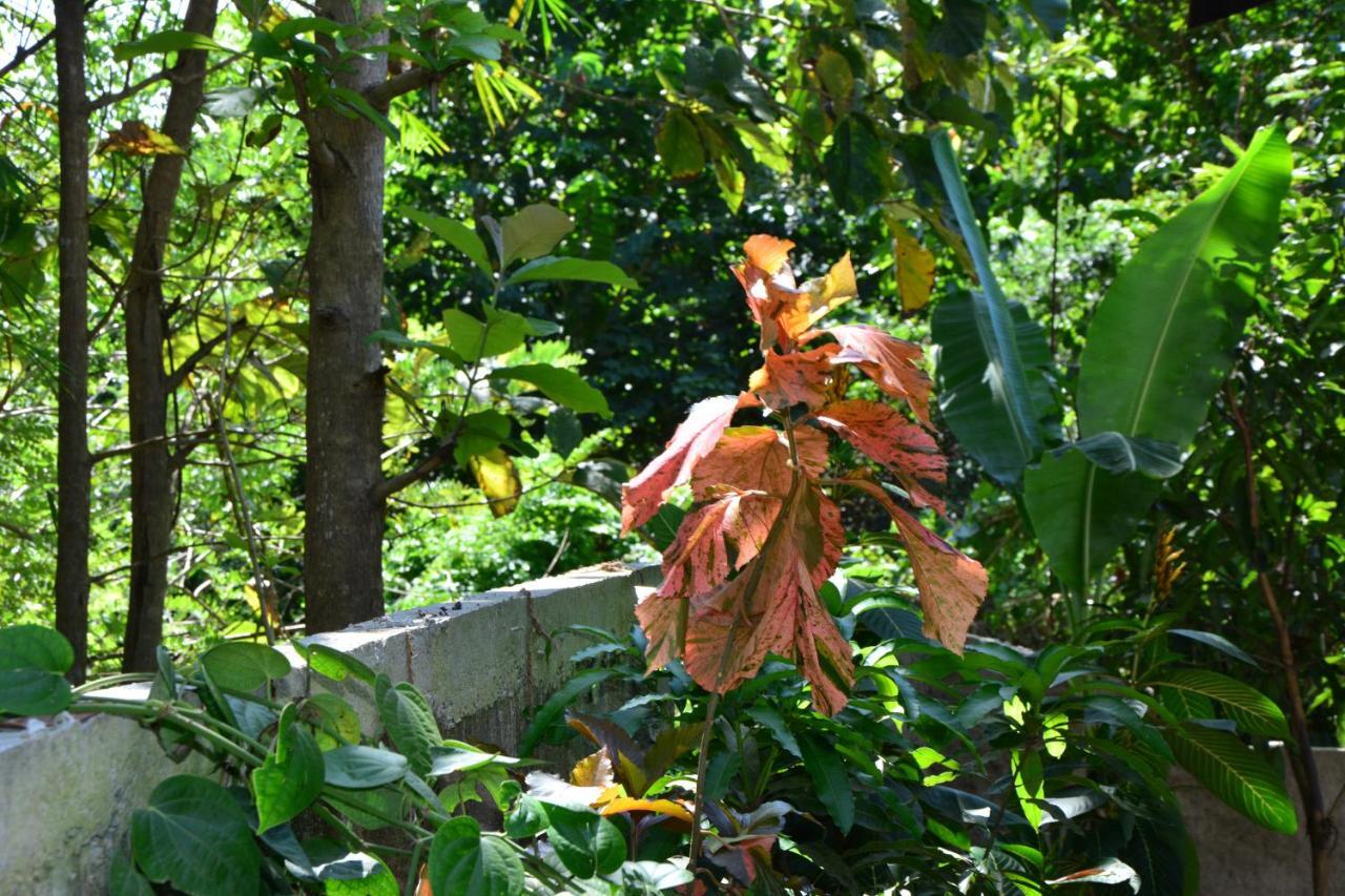 View Guesthouse & Bistro At Goyambokka Tangalle Buitenkant foto